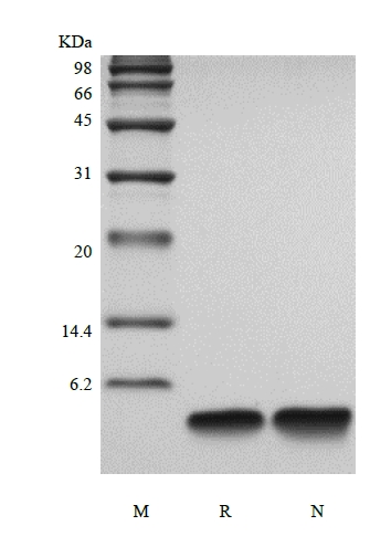 SDS-PAGE of Recombinant Human Parathyroid Hormone 7-34