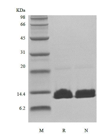 SDS-PAGE of Recombinant Human Parathyroid Hormone 1-84