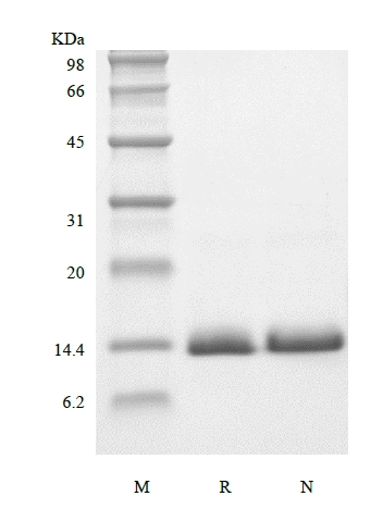 SDS-PAGE of Recombinant Human Parathyroid Hormone-related Protein