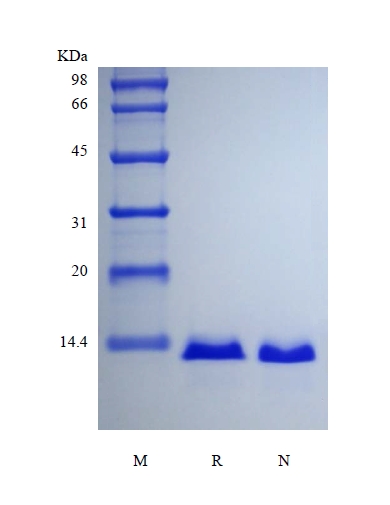 SDS-PAGE of Recombinant Human Parathyroid Hormone-related Protein, 15N Stable Isotope Labeled