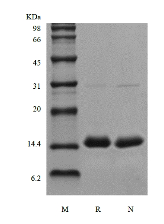 SDS-PAGE of Recombinant Human PCT/Procalcitonin