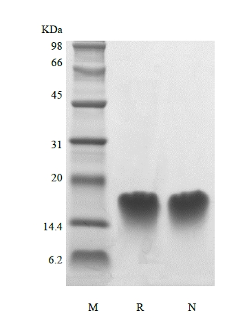 SDS-PAGE of Recombinant Human Parathyroid Hormone 39-68