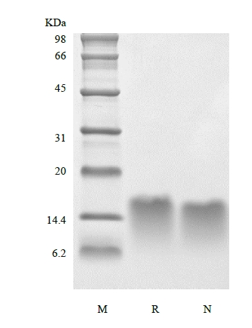 SDS-PAGE of Recombinant Human Parathyroid Hormone 44-68