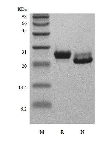 SDS-PAGE of Recombinant Human Prostate-Specific Antigen/Kallikrein-3