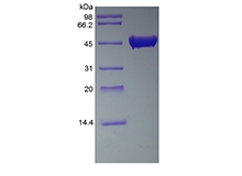 SDS-PAGE of Recombinant Streptokinase