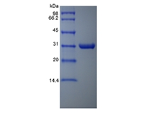 SDS-PAGE of Recombinant Aeromonas Aminopeptidase