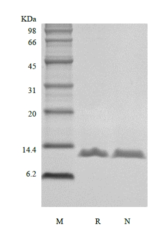 SDS-PAGE of Recombinant Human Macrophage Migration Inhibitory Factor