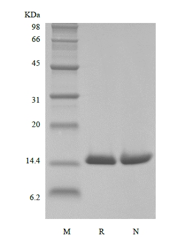 SDS-PAGE of Biotinylated Recombinant Human Macrophage Migration Inhibitory Factor, His, Avi
