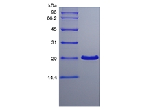 SDS-PAGE of Recombinant Human Trefoil Factor 1