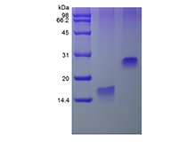 SDS-PAGE of Recombinant Human Trefoil Factor 3