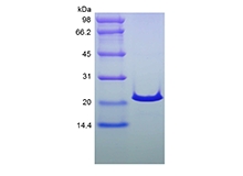 SDS-PAGE of Recombinant Human Sonic Hedgehog N-Terminus