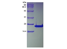SDS-PAGE of Recombinant Human Cyclin-Dependent Kinase Inhibitor 2A, Isoform 1-TAT