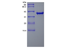 SDS-PAGE of Recombinant Human SOX2-TAT