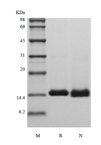 SDS-PAGE of Recombinant Human Galectin-1