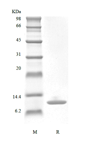 SDS-PAGE of Recombinant Murine Migration Inhibitor Factor