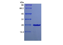 SDS-PAGE of Recombinant Murine Desert Hedgehog Homolog Cys23IleIle