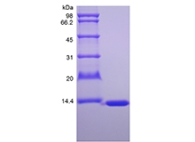 SDS-PAGE of Recombinant Murine Fatty-acid-binding Protein 1
