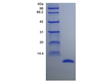 SDS-PAGE of Recombinant Rat Migration Inhibitor Factor