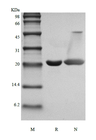 SDS-PAGE of Recombinant Rat Cardiotrophin-1