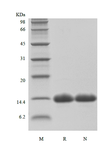 SDS-PAGE of Recombinant HBV Surface Antigen-preS1