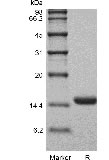 SDS-PAGE of Recombinant Human Interleukin-3 GMP