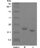 SDS-PAGE of Recombinant Human Interleukin-10 GMP