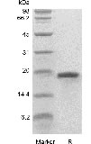 SDS-PAGE of Recombinant Human Keratinocyte Growth Factor-1/FGF-7 GMP