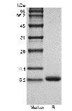 SDS-PAGE of Recombinant Human LR3 Insulin-like Growth Factor-1 GMP