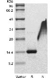 SDS-PAGE of Recombinant Human Platelet-derived Growth Factor-BB GMP